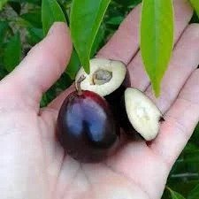 Rainforest Plum (રેિનફોરેસ્ટ પ્લમ)