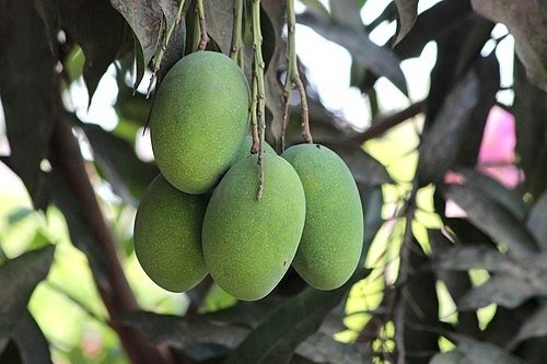 Amrapali Mango (અમ્રપાલી કેરી)