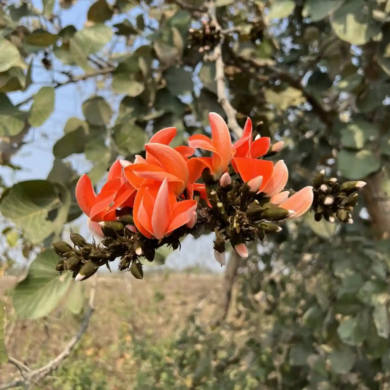 Khakhro / Indian Beech (ખાખરો)