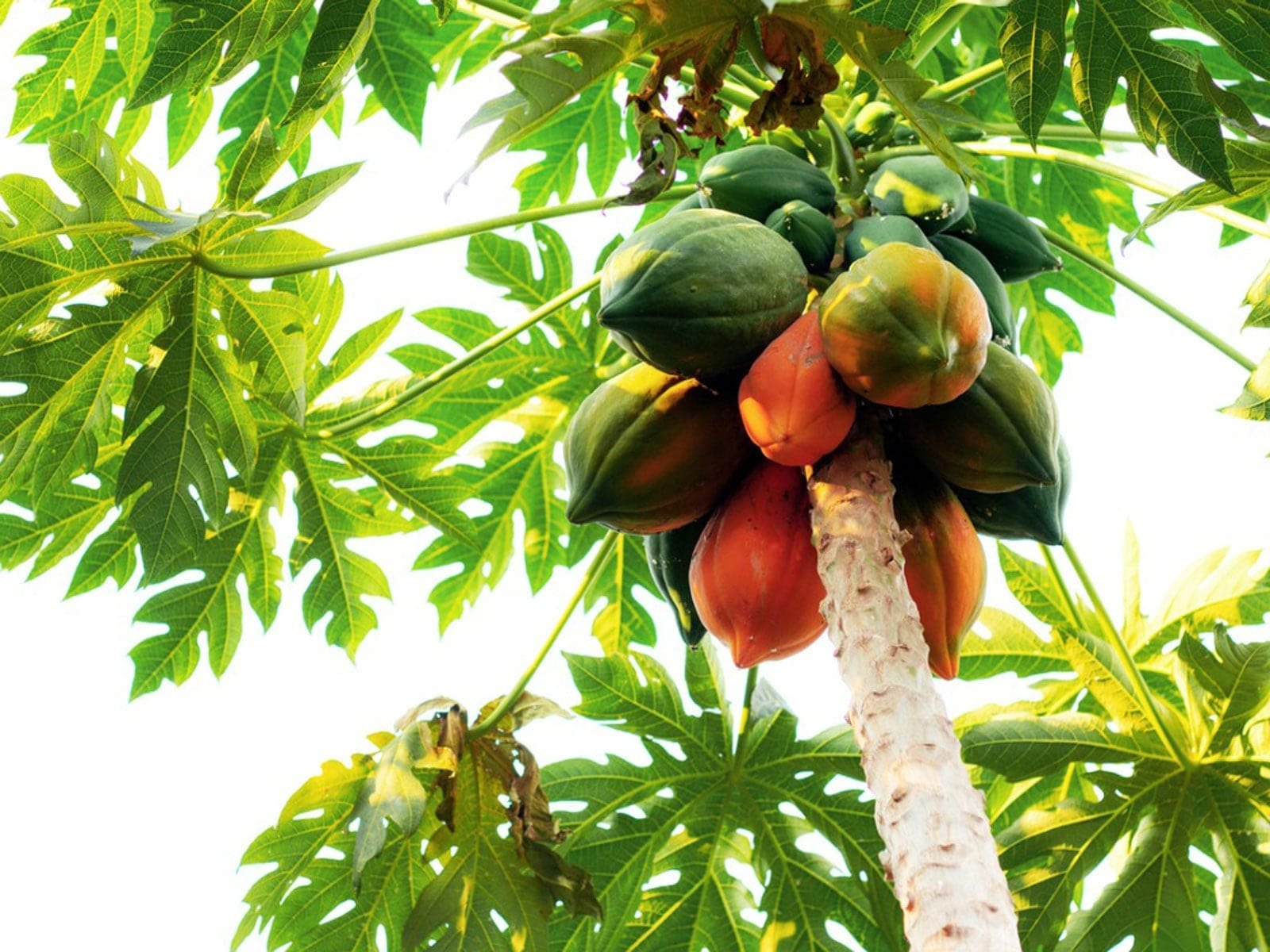 Papaya (પપૈયા)