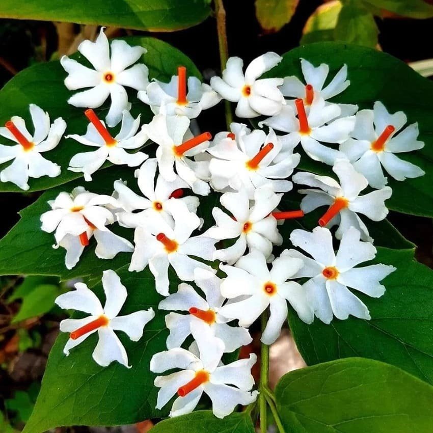 Parijat (પારિજાત / હરશિંગાર)