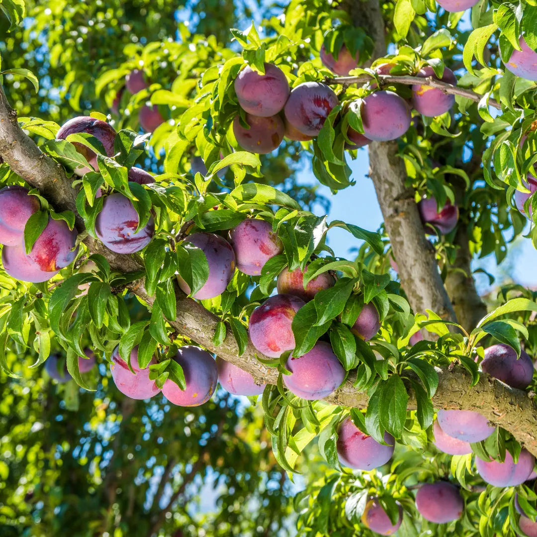 Plum (પ્લમ)