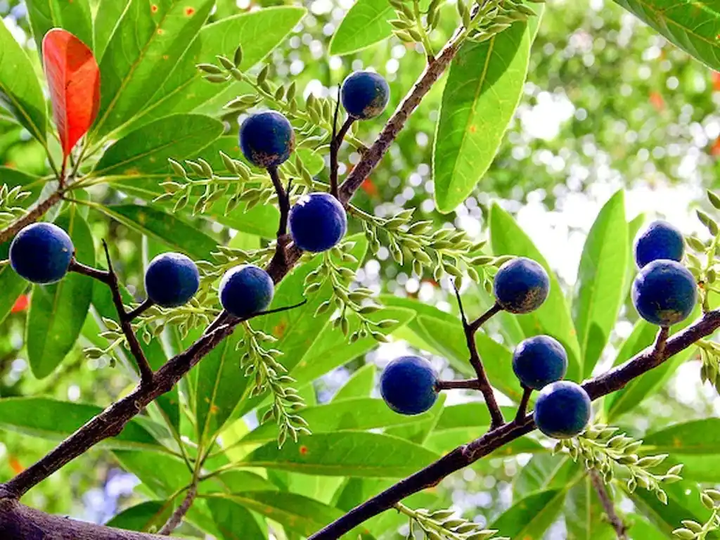 Rudraksha (રુદ્રાક્ષ)