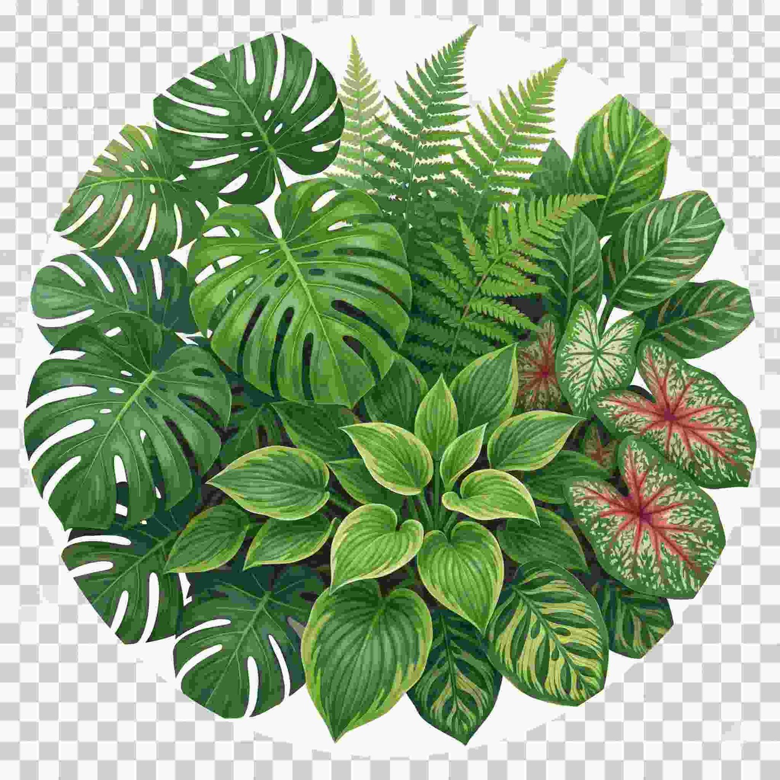 Foliage Image
